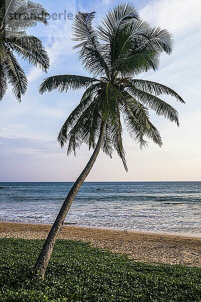 Palme  Strand von Mirissa  Südküste von Sri Lanka  Asien