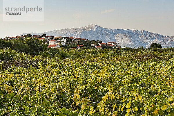 Foto eines Weinbergs  Lumbarda  Insel Korcula  Dalmatien (Dalmacija)  Kroatien. Dies ist ein Foto eines Weinbergs in Lumbarda auf der Insel Korcula  Dalmatien (Dalmacija)  Kroatien.