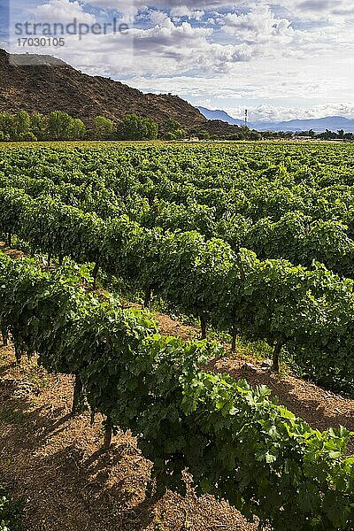 Weinberge im Hotel Viñas De Cafayate Wine Resort?  Cafayate  Provinz Salta  Nordargentinien