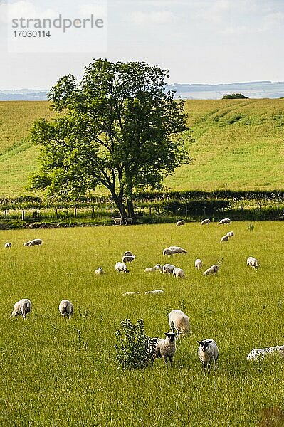 Schafe im Northumberland National Park  in der Nähe von Hexham  England  Vereinigtes Königreich  Europa