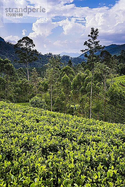 Teeplantage im Teeland   auch bekannt als Hügelland des Sri Lanka-Hochlands   Bezirk Nuwara Eliya in Sri Lanka  Asien