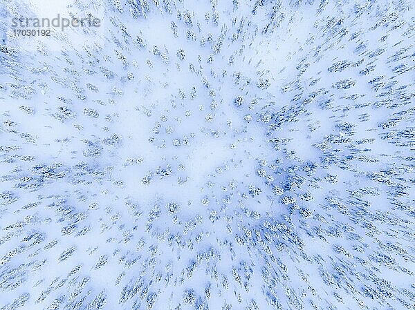 Luftaufnahme eines weißen  schneebedeckten Winterwaldes mit kalten Bäumen am Polarkreis in Finnisch-Lappland  Finnland Drohne