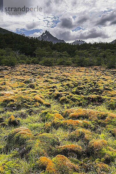 Naturschutzgebiet Arakur  Hotel Arakur Ushuaia Resort and Spa  Ushuaia  Feuerland  Patagonien  Argentinien