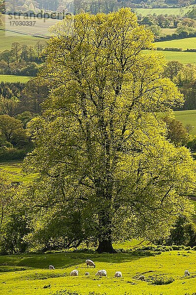 Herbstbaum  Winchcombe  The Cotswolds  Gloucestershire  England  Vereinigtes Königreich  Europa