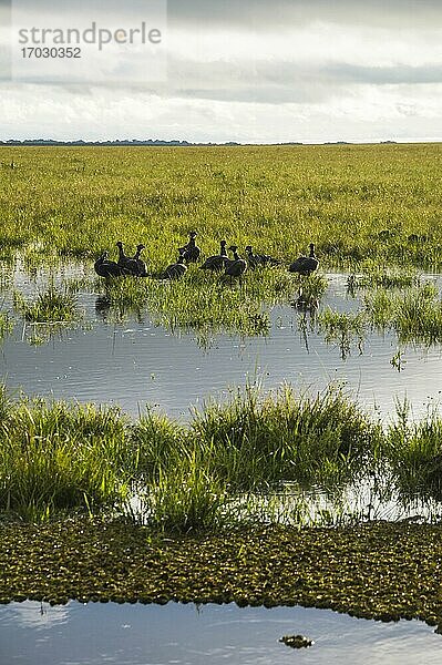 Südliche Schreihälse (Chauna torquata)  Ibera-Feuchtgebiete (Esteros del Ibera)  ein Sumpfgebiet in der Provinz Corrientes  Argentinien