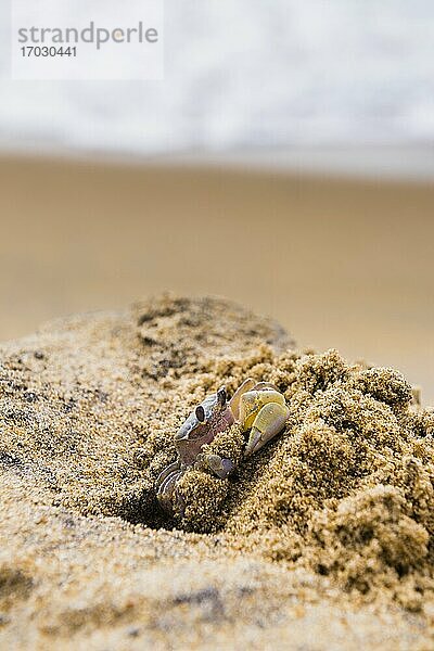 Geisterkrabbe am Strand von Negombo  Westküste  Sri Lanka  Asien