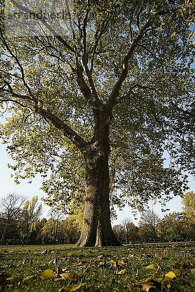 Herbst im Regents Park  einem der königlichen Parks von London  England