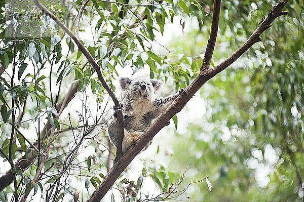 Koala-Bär im Koala-Bären-Schutzgebiet  Port Macquarie  Gold Coast  Australien. In Port Macquarie gibt es nicht nur wunderschöne Strände  sondern auch ein Koala-Bären-Schutzgebiet. Ein großartiger Ort  der vollständig von Freiwilligen betrieben und durch Spenden finanziert wird. Es gab einen wirklich interessanten Vortrag und eine kostenlose Führung  während einige der Koalabären um 15 Uhr gefüttert wurden. Ein Besuch lohnt sich auf jeden Fall  wenn Sie einmal an der Gold Coast unterwegs sind!