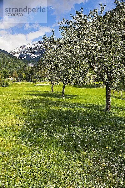 Soca-Tal  Slowenien. Julische Alpen  gesehen vom Soca-Tal im Triglav-Nationalpark  Julische Alpen  Slowenien  Europa