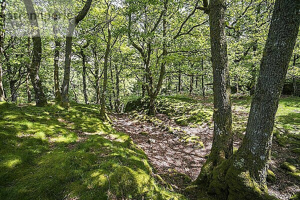 Wald am Derwent Water  Lake District  Cumbria  England