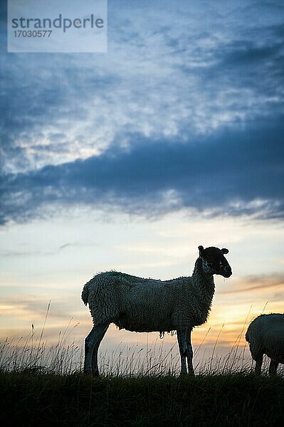 Schafe bei Sonnenuntergang auf Cleve Hill  Teil der Cotswold Hill  Cheltenham  The Cotswolds  Gloucestershire  England  Vereinigtes Königreich  Europa
