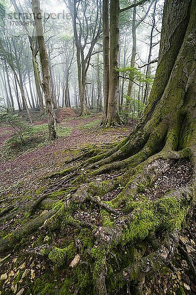 Alte Baumwurzeln in einem Wald bei Stow-on-the-Wold in den Cotswolds  Gloucestershire  England  Vereinigtes Königreich  Europa