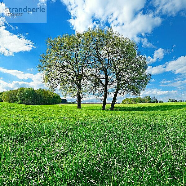 Grüne Wiese mit Baumgruppe im Frühling  blauer Himmel  bei Weida  Thüringen  Deutschland  Europa