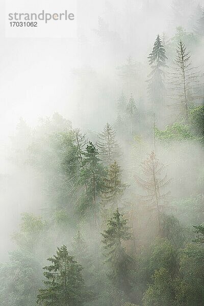 Ausblick auf nebligen Wald  Bäume ragen aus dem Nebel  Nationalpark Sächsische Schweiz  Elbsandsteingebirge  Sachsen  Deutschland  Europa