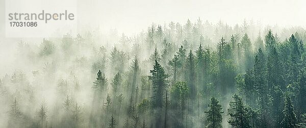 Ausblick auf nebligen Wald im Gegenlicht  Bäume ragen aus dem Nebel  Nationalpark Sächsische Schweiz  Elbsandsteingebirge  Sachsen  Deutschland  Europa