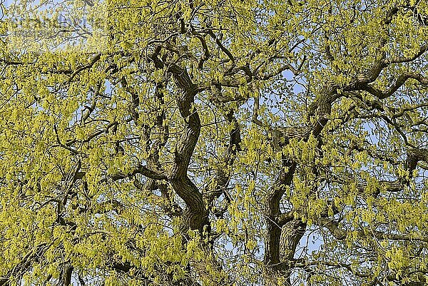 Eiche (Quercus)  Blick in die Baumkrone zur Blütezeit  Nordrhein-Westfalen  Deutschland  Europa