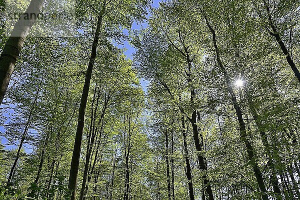 Laubwald  Rotbuchen (Fagus sylvatica)  Blick in die Baumkronen bei Sonnenschein  Nordrhein-Westfalen  Deutschland  Europa