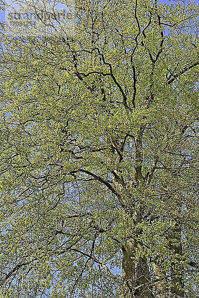 Rotbuchen (Fagus sylvatica)  Blick in die Baumkronen mit Blattaustrieb  blauer Himmel  Naturpark Arnsberger Wald  Nordrhein-Westfalen  Deutschland  Europa