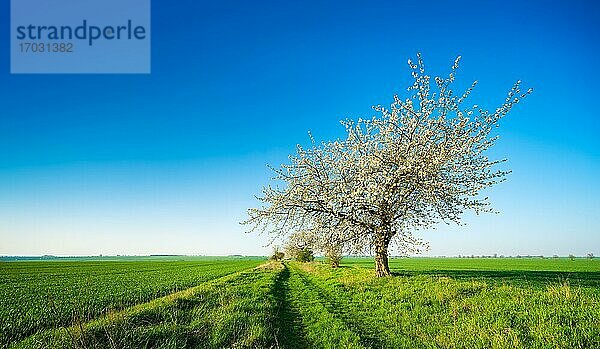Blühende Kirschbäume am Feldweg im Frühling  grüne Felder  blauer Himmel  Burgenlandkreis  Deutschland  Europa