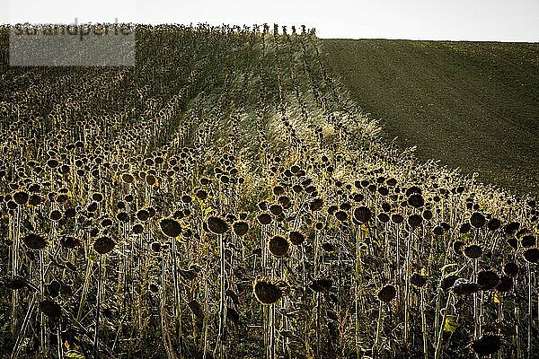Feld mit verblühten Sonnenblumen  Puy de Dome depatment  Auvergne-Rhone-Alpes  Frankreich  Europa