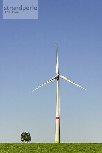 Windkraftwerk an einem grünem Getreidefeld mit Soltärbaum  blauer Himmel  Nordrhein-Westfalen  Deutschland  Europa