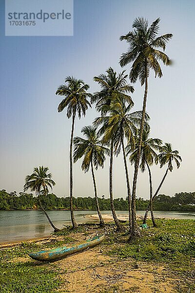 Palmen und Einbaum  Fluss nahe dem Ozean  südlich von Buchanan  Liberia  Afrika