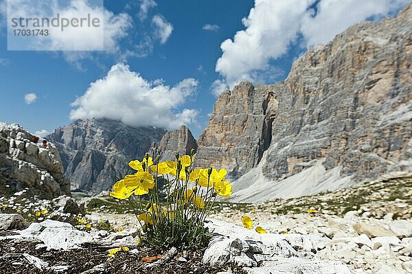 Gelber Alpen-Mohn oder Rhätischer Alpen-Mohn (Papaver alpinum subsp. rhaeticum)  Dolomiten-Höhenweg 1  Felswand Zimes de Fanes  Dolomiten  Südtirol  Alto Adige  Trentino-Südtirol  Italien  Europa