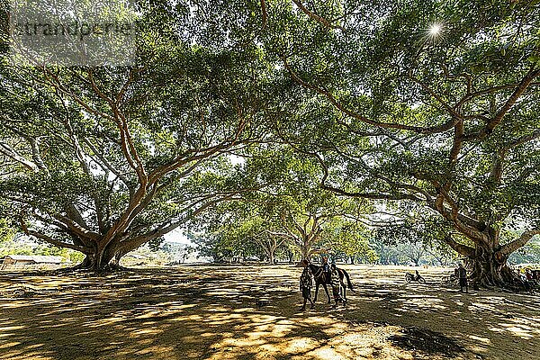 Hundertjährige Banyanbäume in Pindaya  Shan-Staat  Myanmar  Asien