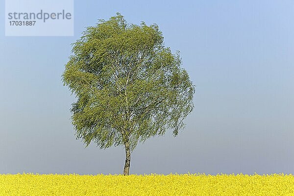 Birke (Betula)  Solitärbaum mit Blattaustrieb an einem blühenden Rapsfeld (Brassica napus)  Nordrhein-Westfalen  Deutschland  Europa