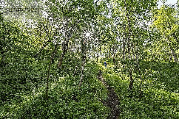 Wanderin auf Wanderweg im Wald nach Innerdalen  Hochtal  Sunndal  Møre og Romsdal  Vestlandet  Norwegen  Europa
