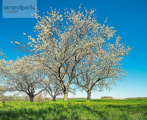Streuobstwiese mit großen alten Kirschbäumen in voller Blüte  blauer Himmel  Burgenlandkreis  Sachsen-Anhalt  Deutschland  Europa
