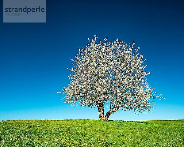 Solitärer alter Kirschbaum im Frühling in voller Blüte  grüne Wiese  blauer Himmel  Burgenlandkreis  Deutschland  Europa
