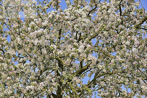Apfelbaum (Malus)  Baumkrone mit Blüten  Nordrhein-Westfalen  Deutschland  Europa