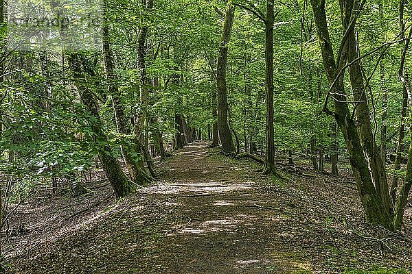 Einsamer Weg im Wald  Naturschutzgebiet Mönchbruch  Rüsselsheim am Main  Hessen  Deutschland  Europa