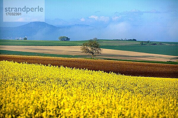 Agrarlandschaft  Departement Puy de Dome  Auvergne Rhone Alpes  Frankreich  Europa