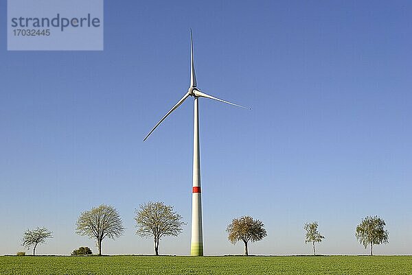 Windkraftwerk an einem grünen Getreidefeld mit Baumreihe  blauer Himmel  Nordrhein-Westfalen  Deutschland  Europa