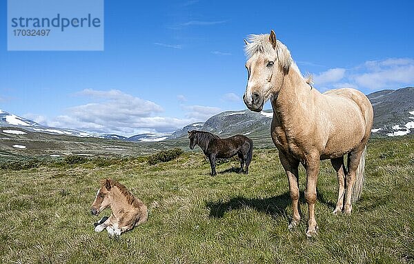 Norwegische Fjordpferde  zwei Pferde mit Fohlen in der Tundra  Dovrefjell Nationalpark  Oppdal  Norwegen  Europa