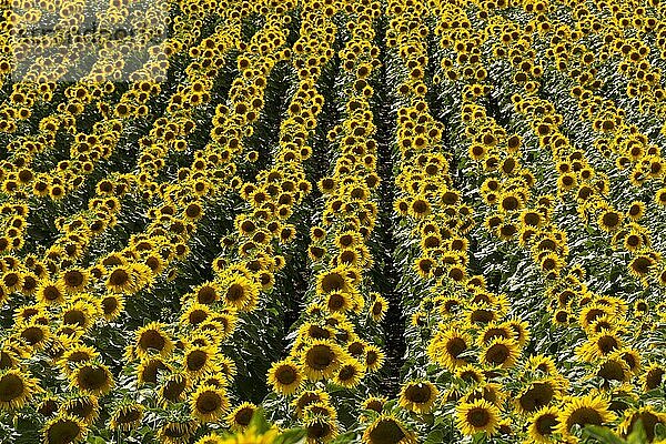 Sonnenblumenfeld (Helianthus annuus)  Limagne-Ebene  Departement Puy de Dome  Auvergne Rhone Alpes  Frankreich  Europa