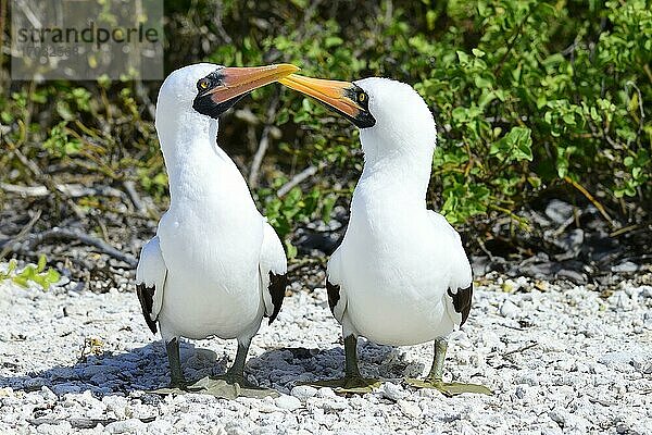 Zwei Nazcatölpel (Sula granti) begrüßen sich  Insel Genovesa  Galapagos  Ecuador  Südamerika