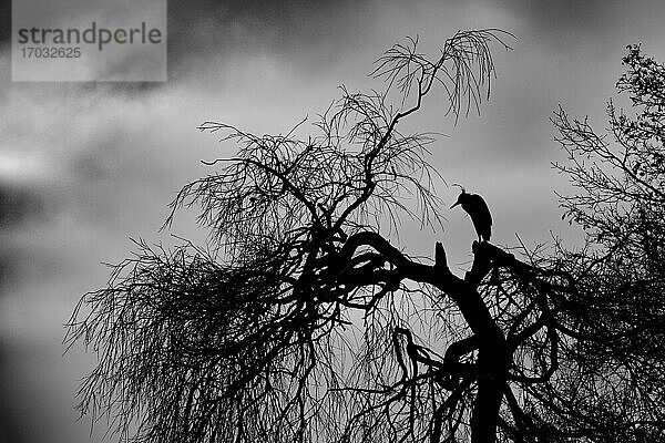 Ein Graureiher (Ardea cinerea) in Silhouette im Baum  Nordrhein-Westfalen  Deutschland  Europa