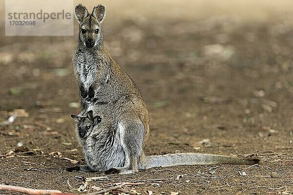 Rotnackenwallaby (Macropus rufogriseus)  Bennett Känguru  adult  weiblich  Jungtier schaut aus Beutel  Cuddly Creek  South Australia  Australien  Ozeanien