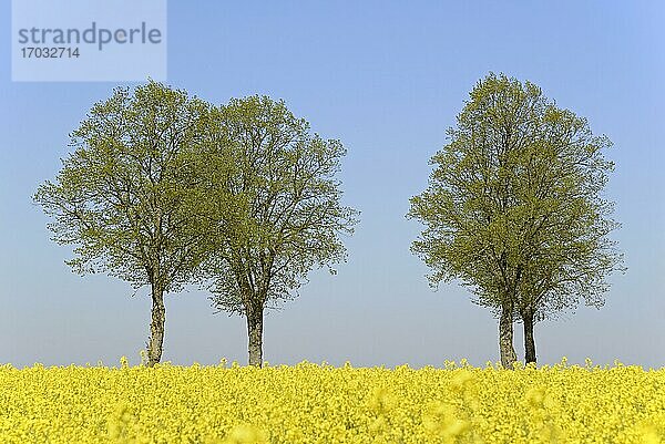 Linden (Tilia)  Baumreihe mit Blattaustrieb an einem blühenden Rapsfeld (Brassica napus)  blauer Himmel  Nordrhein-Westfalen  Deutschland  Europa