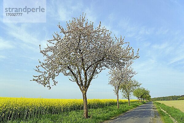 Apfelbäume (Malus) in der Blütezeit an einem blühenden Rapsfeld (Brassica napus)  Nordrhein-Westfalen  Deutschland  Europa