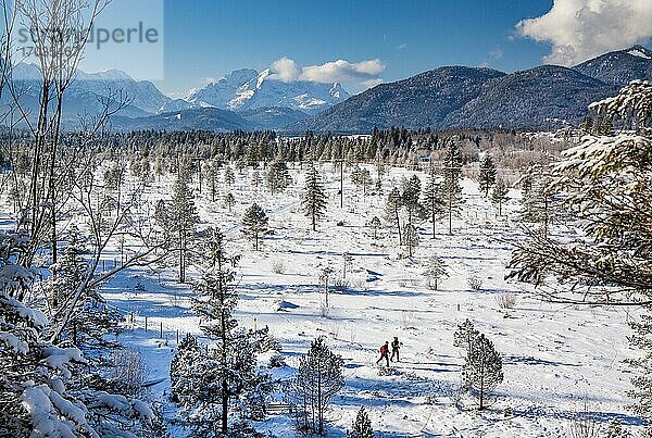 Winterlandschaft mit Zugspitzgruppe im Wettersteingebirge und Skilangläufern im Isatal  Wallgau  Werdenfelser Land  Oberbayern  Bayern  Deutschland  Europa