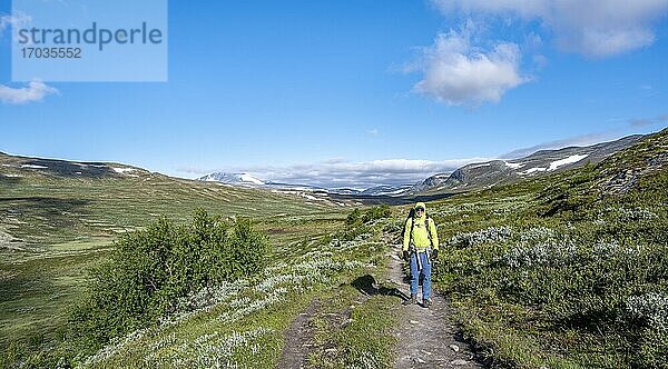 Wanderer auf Wanderweg im Fjell mit Bergen  Dovrefjell-Sunndalsfjella-Nationalpark  Norwegen  Europa