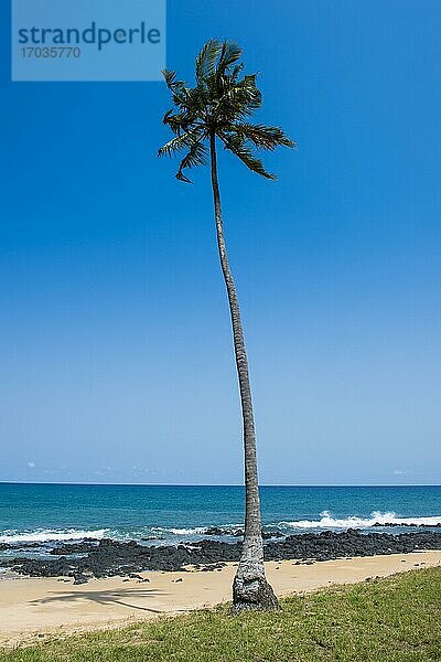 Einzelne Palme am Strand Praia dos Governadores  Sao Tome  Sao Tome und Principe  Atlantischer Ozean