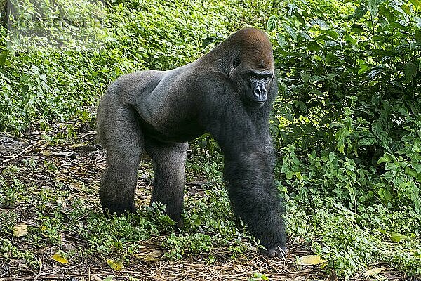 Westlicher Flachlandgorilla (Gorilla gorilla gorilla)  Limbe wildlife center  Kamerun  Afrika