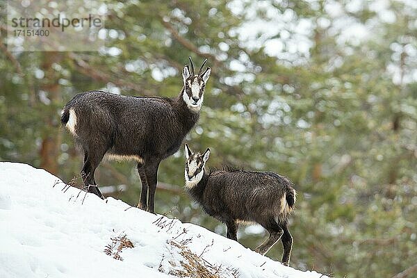 Gämsen (Rupicapra rupicapra)  Gamsgeiß mit Kitz am schneebedecktem Hang im Wald  Tirol  Österreich  Europa