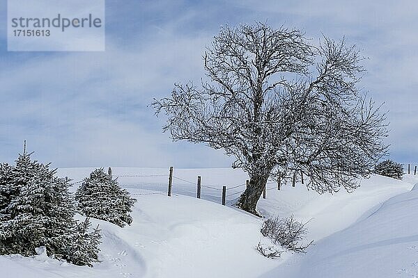 Winterlandschaft mit Weidezaun und Baum in Schneelandschaft  Almenland  Steiermark  Österreich  Europa