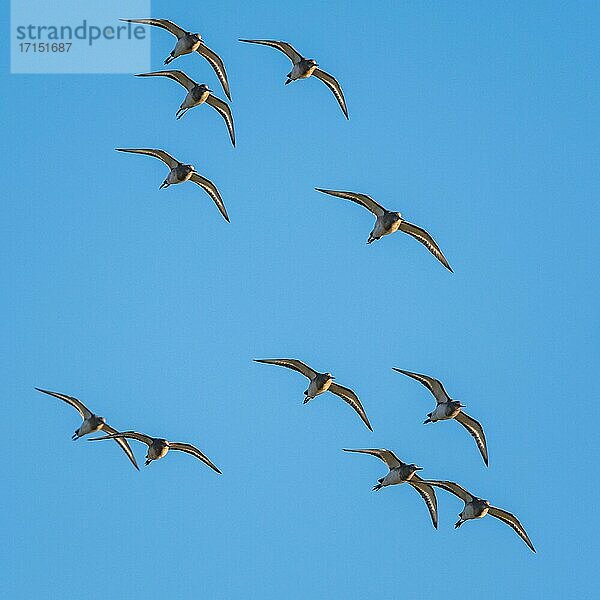 Uferschnepfe (Limosa limosa) im Flug am Himmel  Devon  England  Vereinigtes Königreich